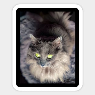 Stunning gray green eyed cat Sticker